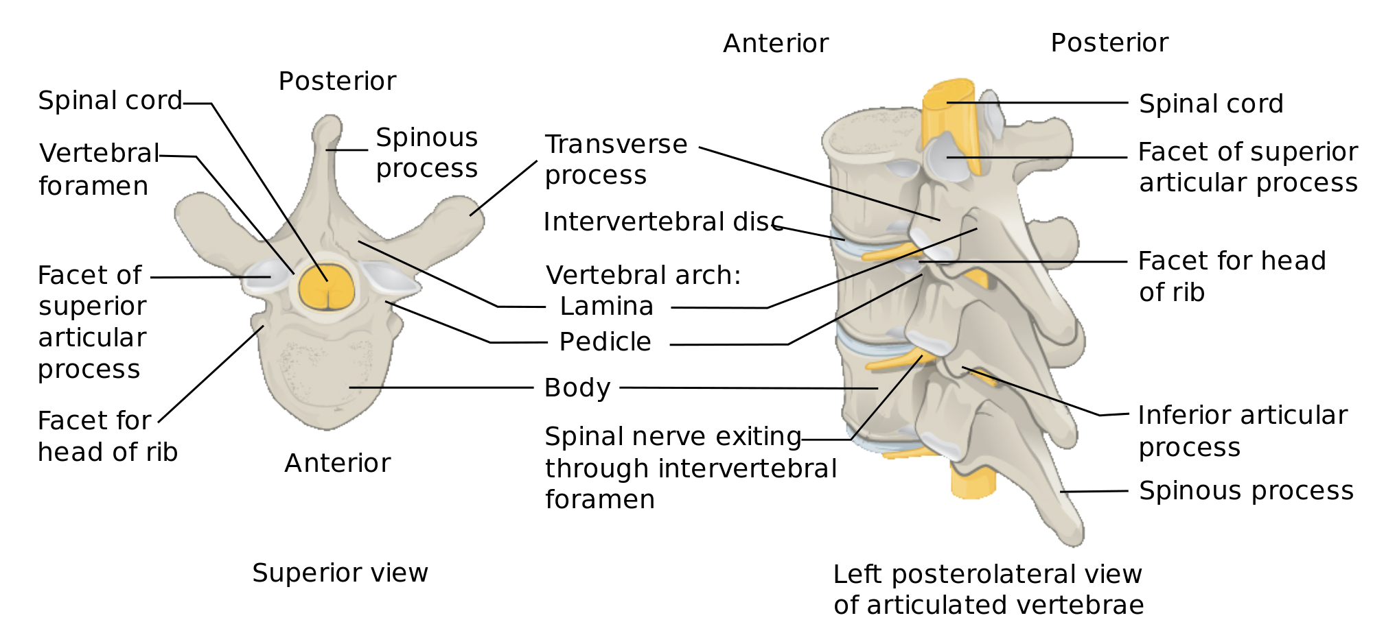 vertebrae and disc anatomy