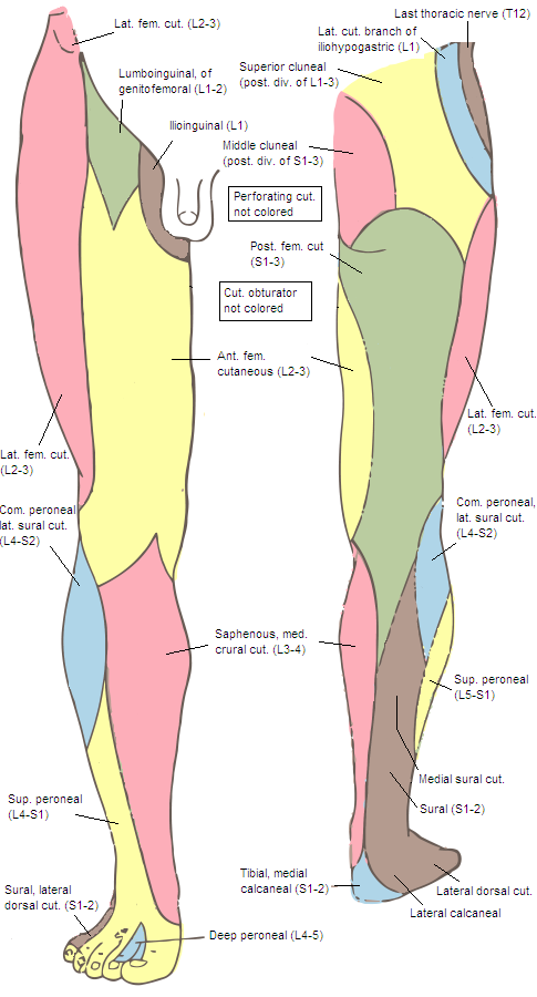 Lumbar Spine Dermatomes - Bye Bye Lower Back Pain