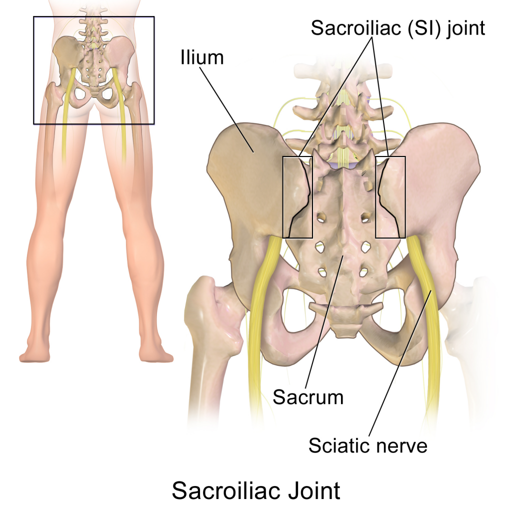 Anatomy of the Sciatic Nerve