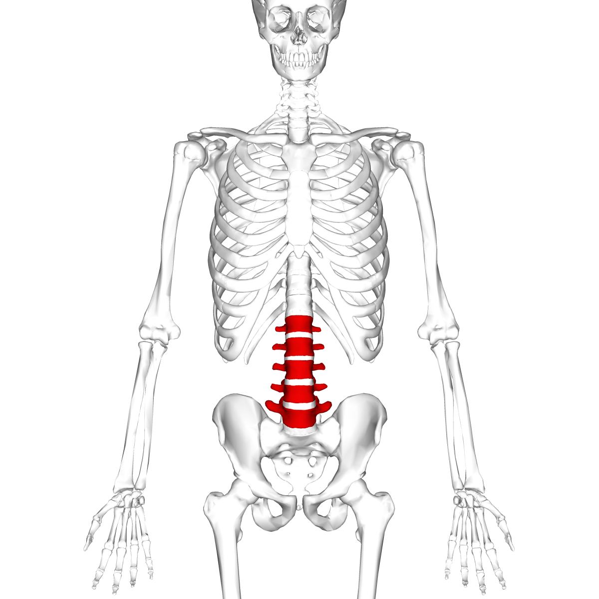 lumbar area